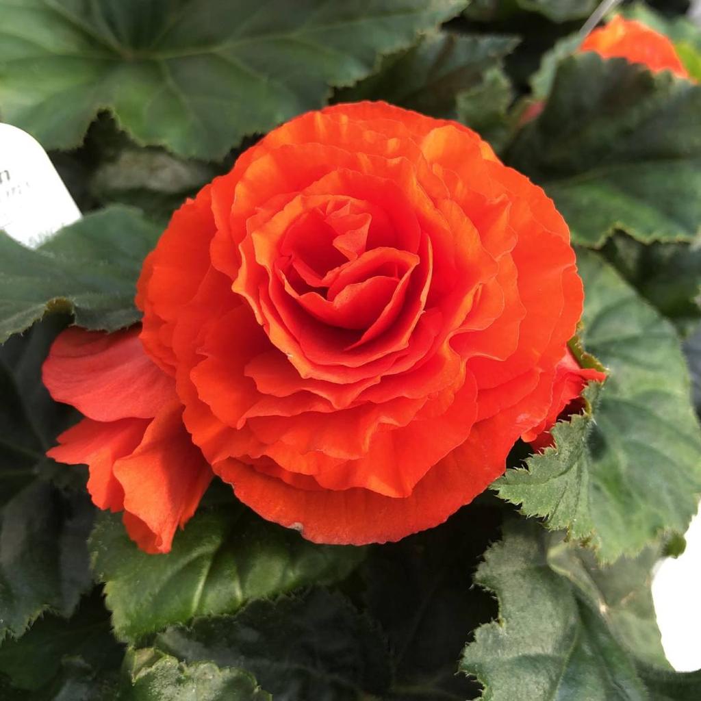 Bulbi de Begonia "NonStop", Portocaliu, 2 Bucăți