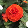 Bulbi de Begonia "NonStop", Portocaliu, 2 Bucăți