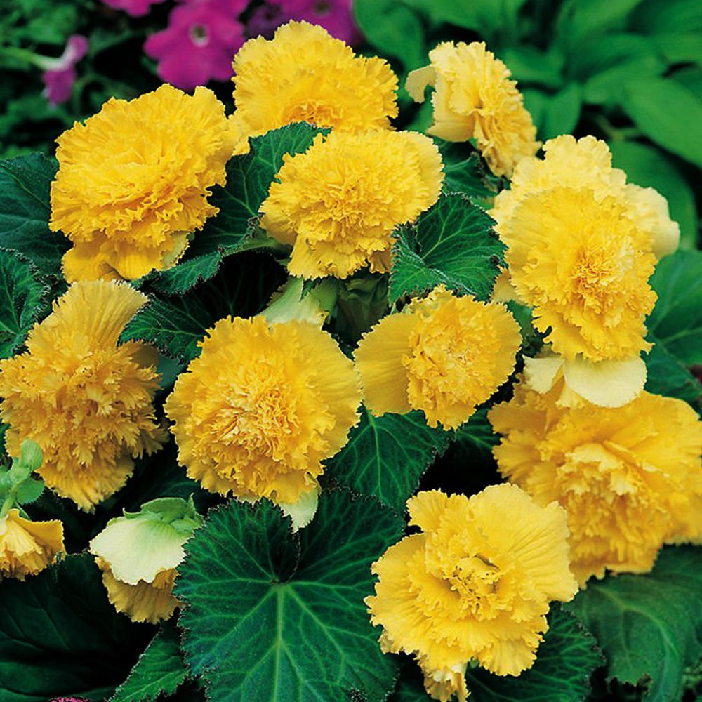 Bulbi de Begonia "Fimbriata", Galben, 2 Bucăți