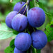 pomi fructiferi 