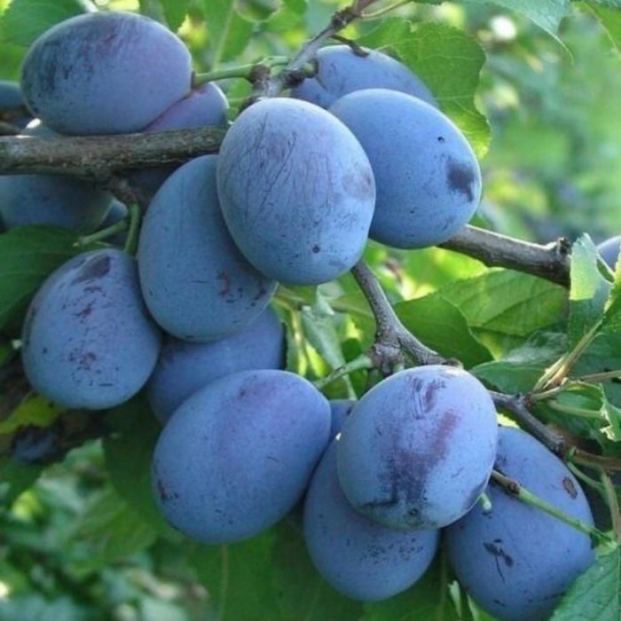 pomi fructiferi