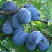 pomi fructiferi