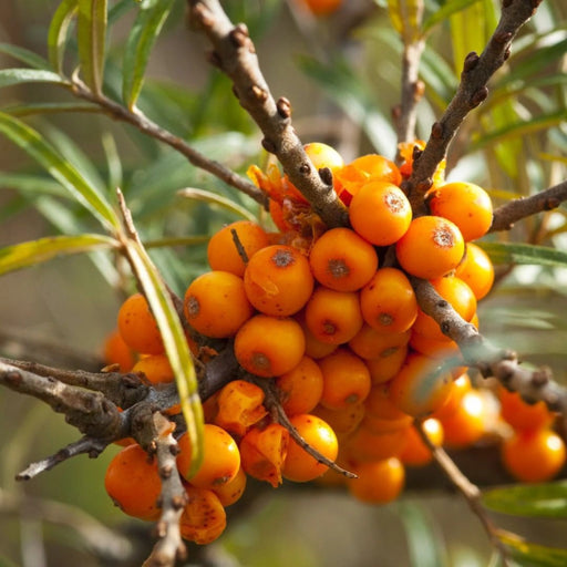pomi fructiferi