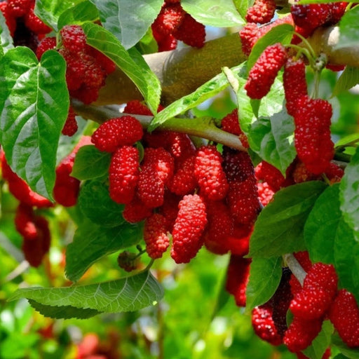 pomi fructiferi