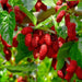 pomi fructiferi