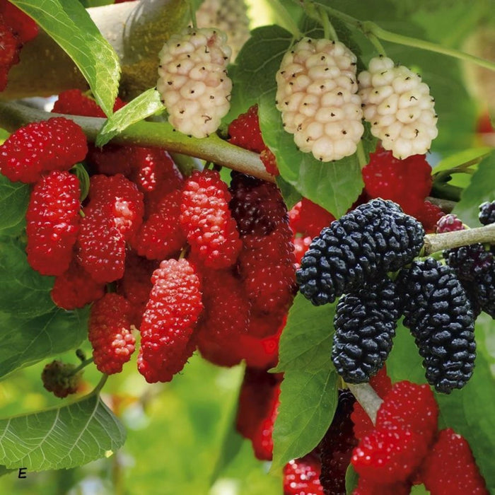pomi fructiferi