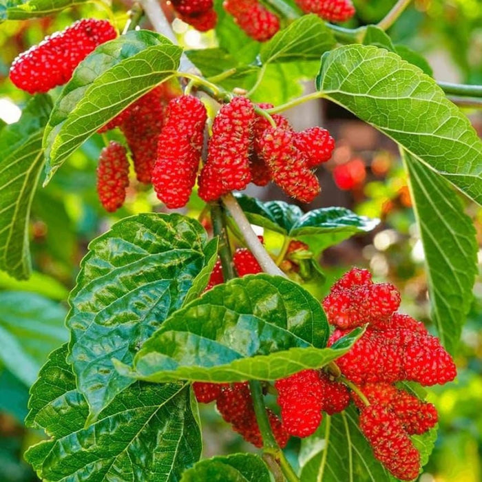 pomi fructiferi