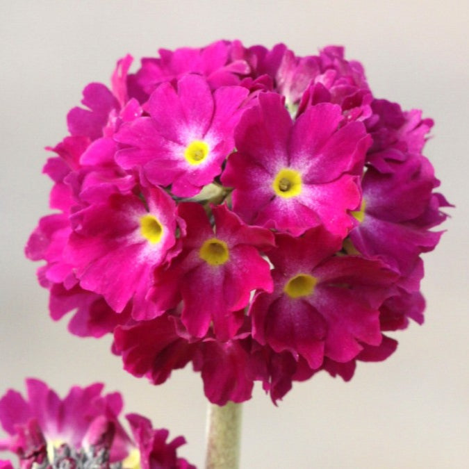 Primula ''Rood''