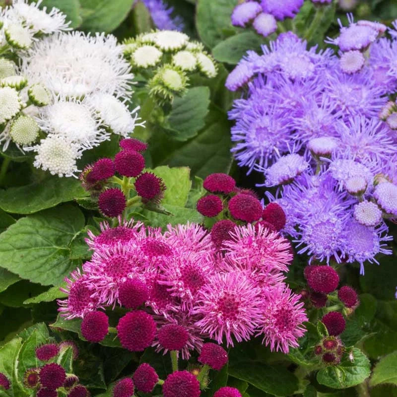 Semințe de Ageratum Mexicanum "Pufuleți"