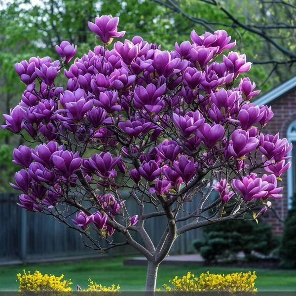 Magnolia "Purple Lucy" la ghiveci