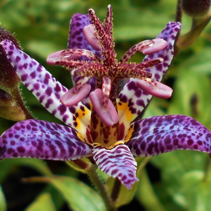 Orhideea de gradina ''Tricyrtis Purple Beauty'',  2 bucăți