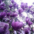 Magnolia "Purple Lucy" la ghiveci