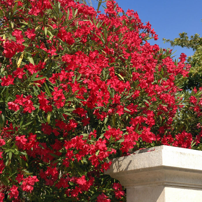 Leandru Rosu, Nerium Oleander