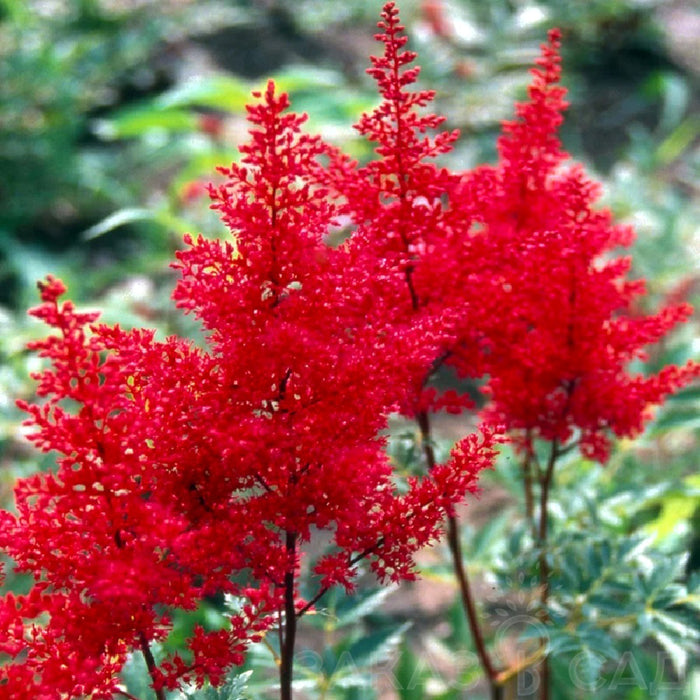 Astilbe Rosu, 1 Bucata