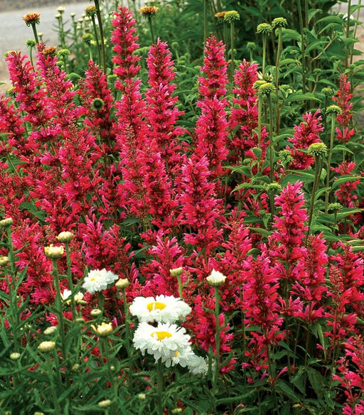 Menta Colibri , Agastache Red , 1 bucata la ghiveci