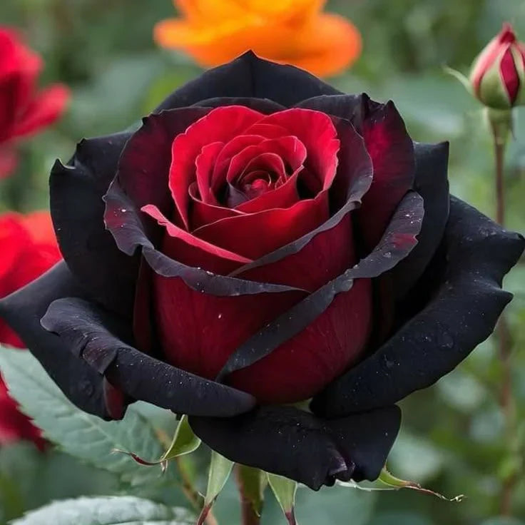 Trandafir "Reddy" , la ghiveci