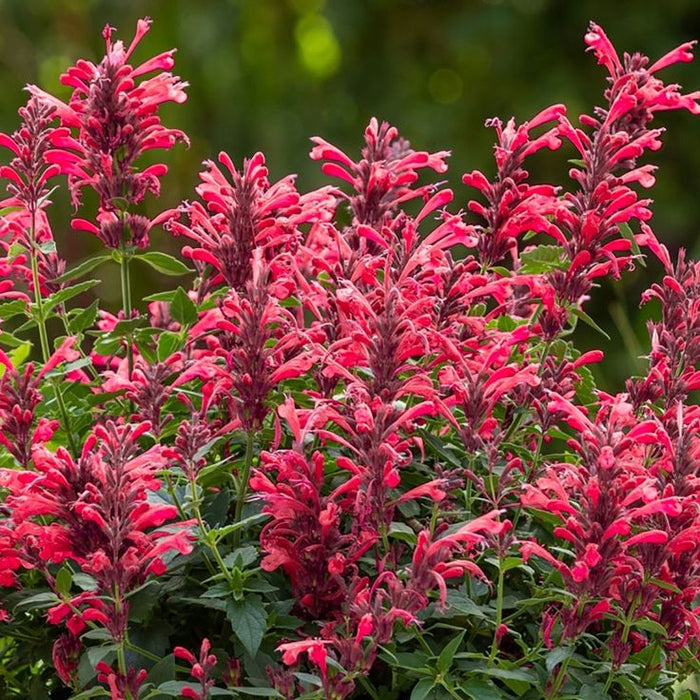 Menta Colibri , Agastache Red , 1 bucata la ghiveci