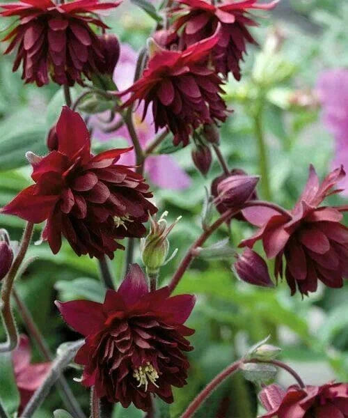 Bulb de Căldărușe "Aquilegia Ruby", 2 bucati