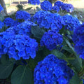 Hortensie "Saphire Glow"