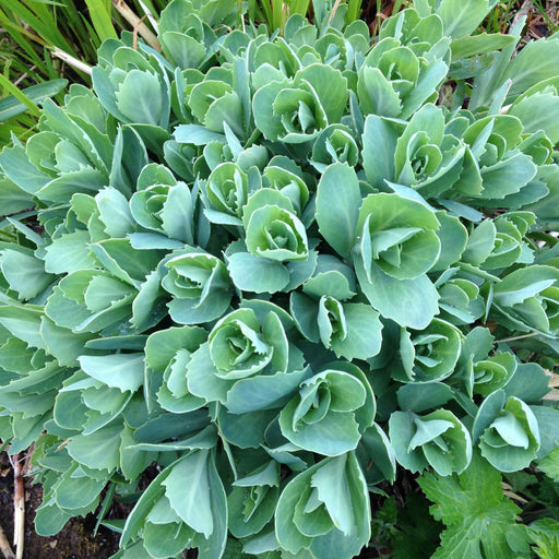 sedum