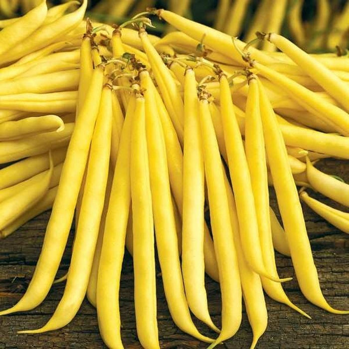 Seminte de Fasole Oloaga Maxidor , 500 gr