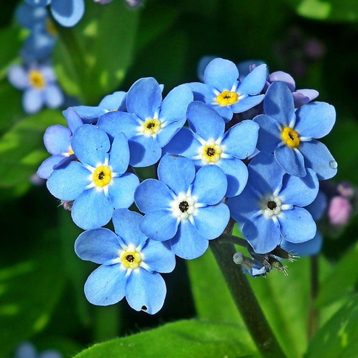 Seminte de Floare De Nu Ma Uita