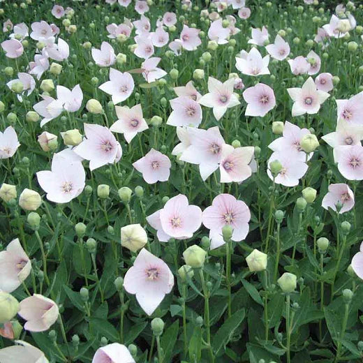 Floarea Balon ”Platycodon Shell Pink”,  2 bucăți