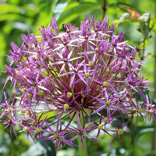 Bulbi de Allium "Christophii", 2 Bucati