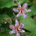 Orhideea de gradina ''Tricyrtis Formosana'',  2 bucăți