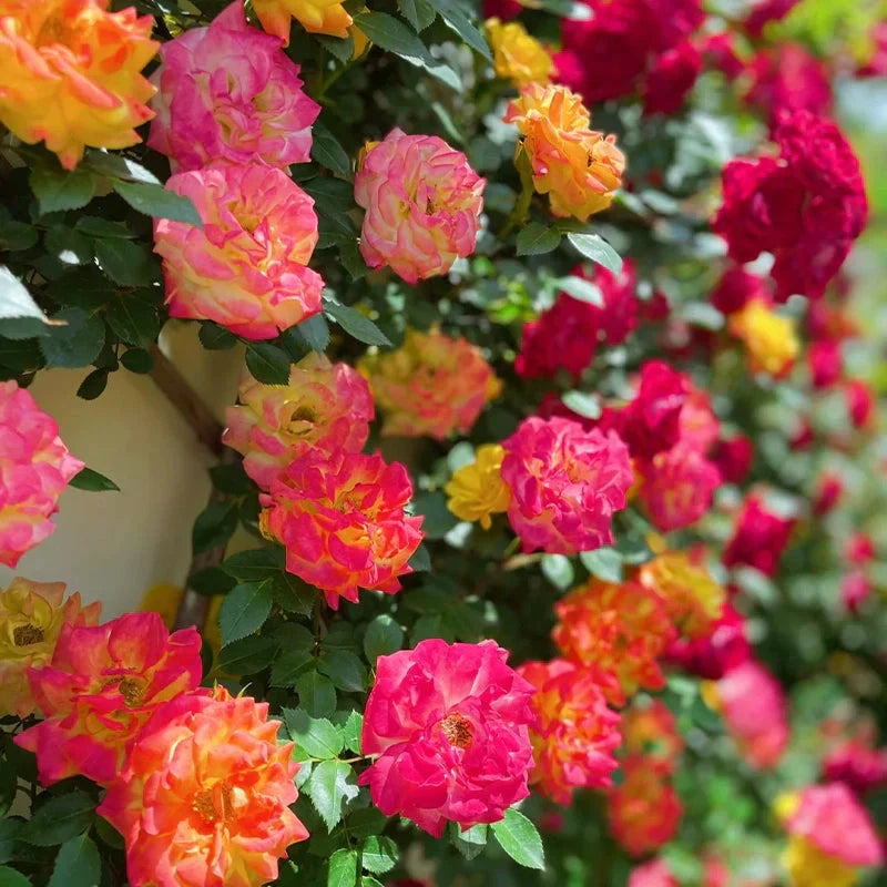Trandafir Urcător "Summer Blossom", la ghiveci