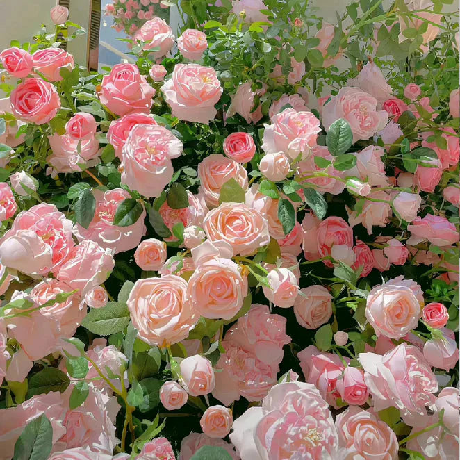 Trandafir Urcător "Sunlight", la ghiveci