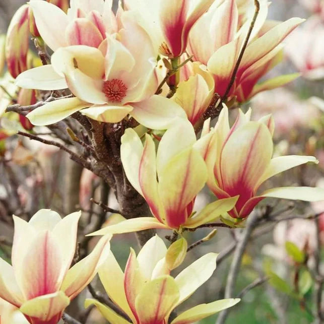 Magnolia "Sunsation" la ghiveci