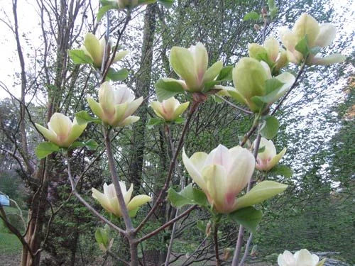 Magnolia "Sunsation" la ghiveci