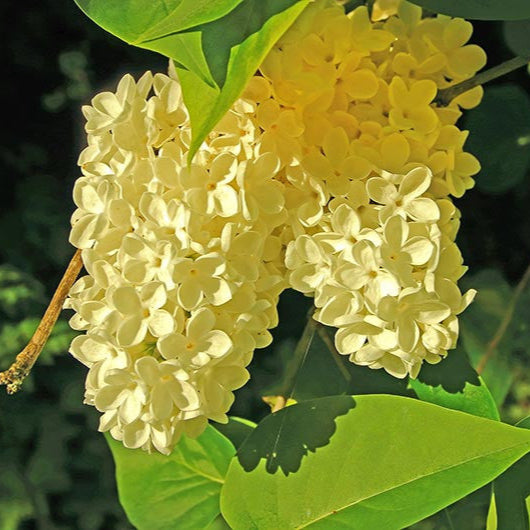 Liliac Galben, "Syringa Vulgaris Yellow"