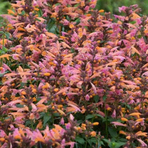 Menta Colibri , Agastache Tango Orange, 1 bucata la ghiveci
