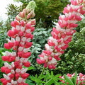 Cafeluta "Lupinus The Chatelaine", 2 Bucati