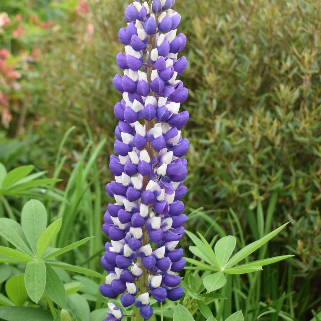 Cafeluta "Lupinus The Governor", 2 Bucati