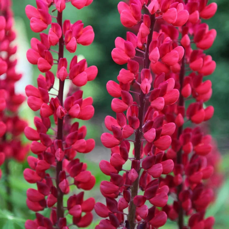 Cafeluta "Lupinus The Pages", 2 Bucati