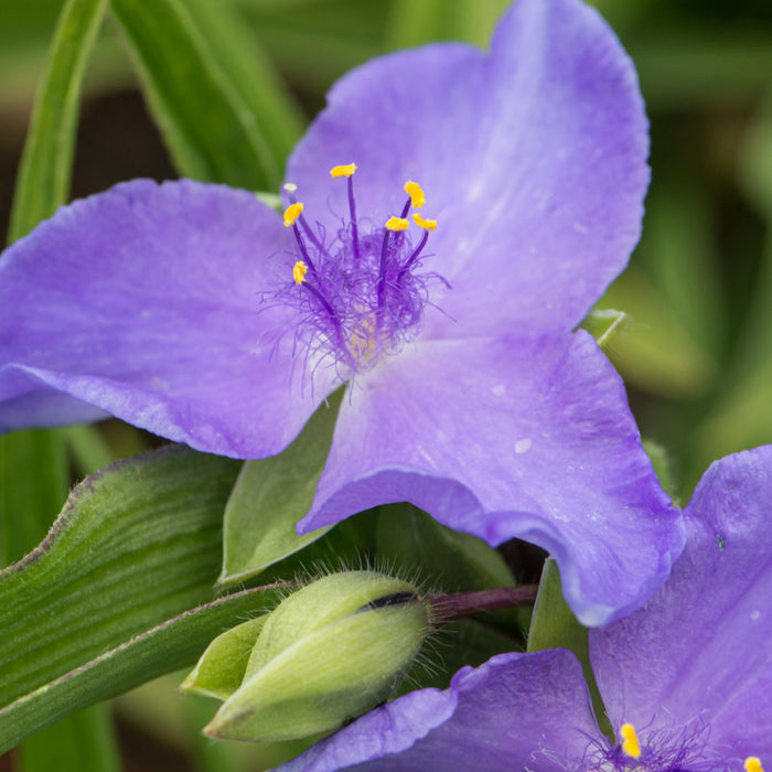 Telegraf  "Tradescantia Barbel"