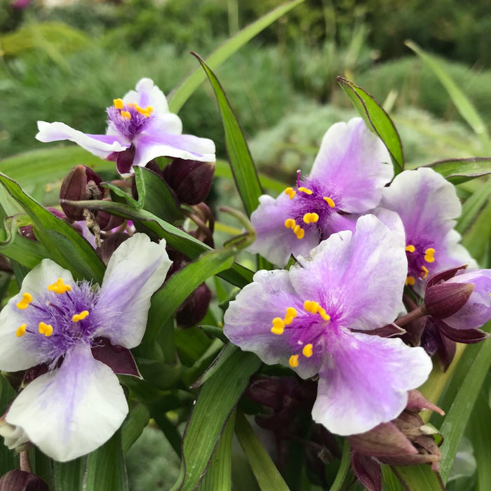 Telegraf "Tradescantia Bilberry Ice"
