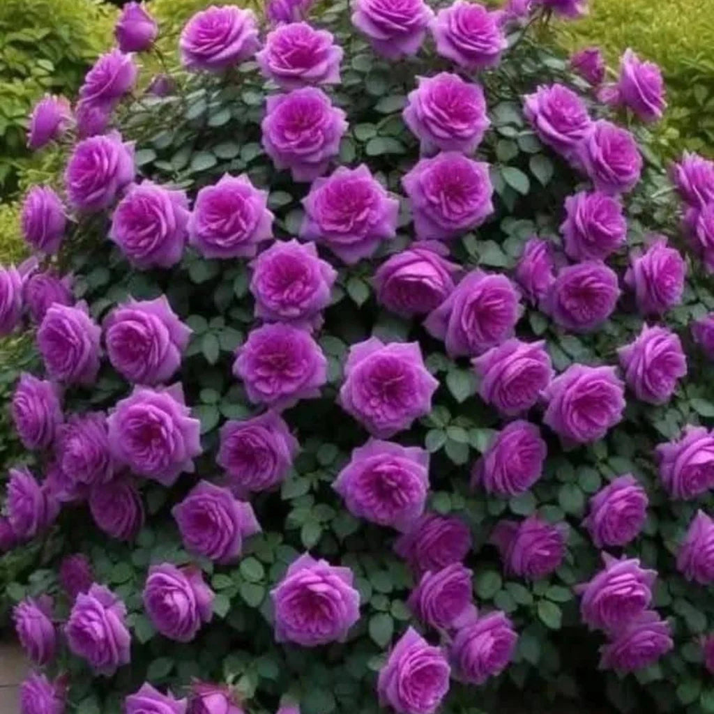 trandafiri cataratori