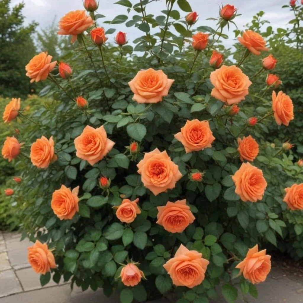 trandafiri cataratori