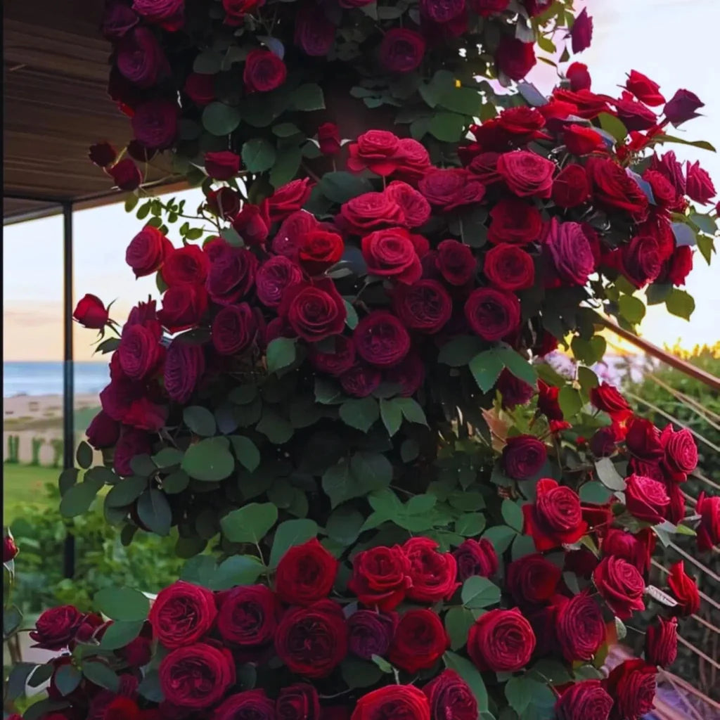 trandafiri cataratori 