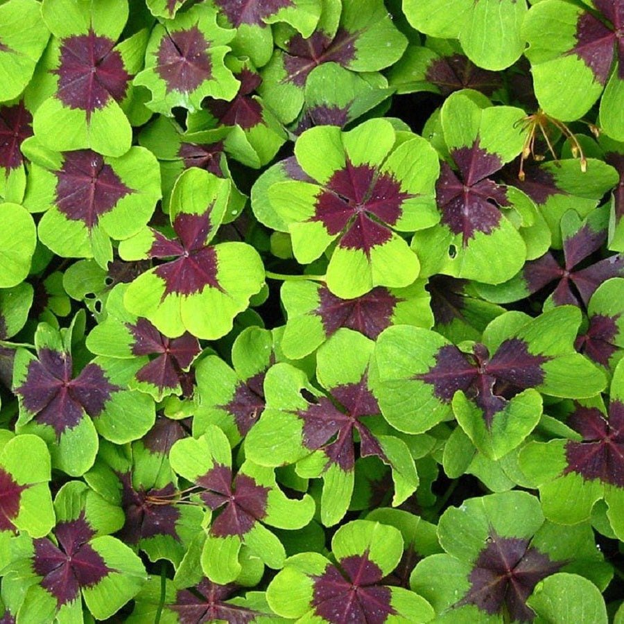 Bulbi de Oxalis "Deppei", Trifoi Ornamental, 10 Bucăți