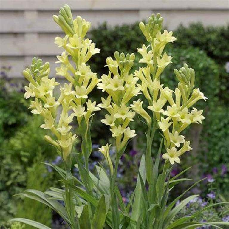 Bulbi de Tuberoza "Yellow Baby", 2 Bucati