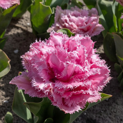 Bulbi de Lalele Cairns 5 buc – bulbi de flori | Regatul Plantelor