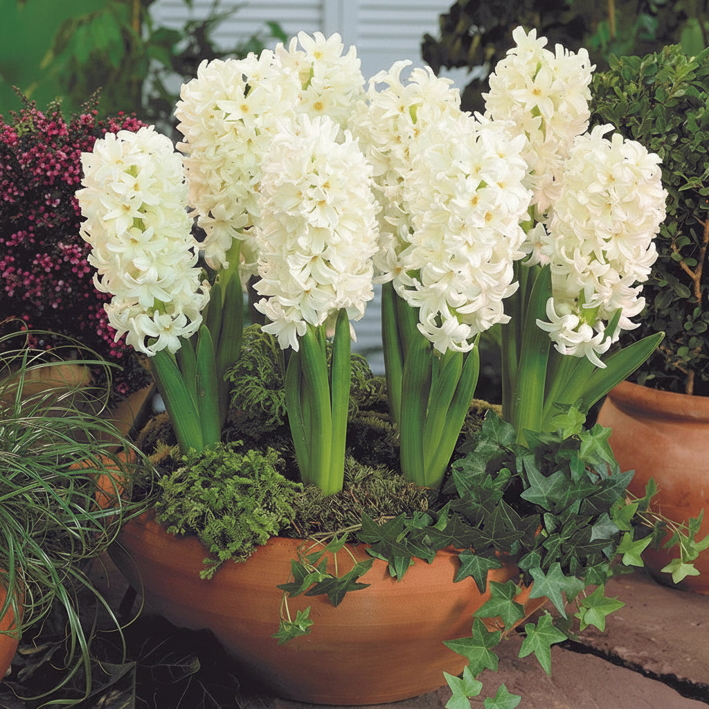 Bulbi de Zambile „White Pearl” 2 buc – bulbi de flori, fotografia 4 | Regatul Plantelor