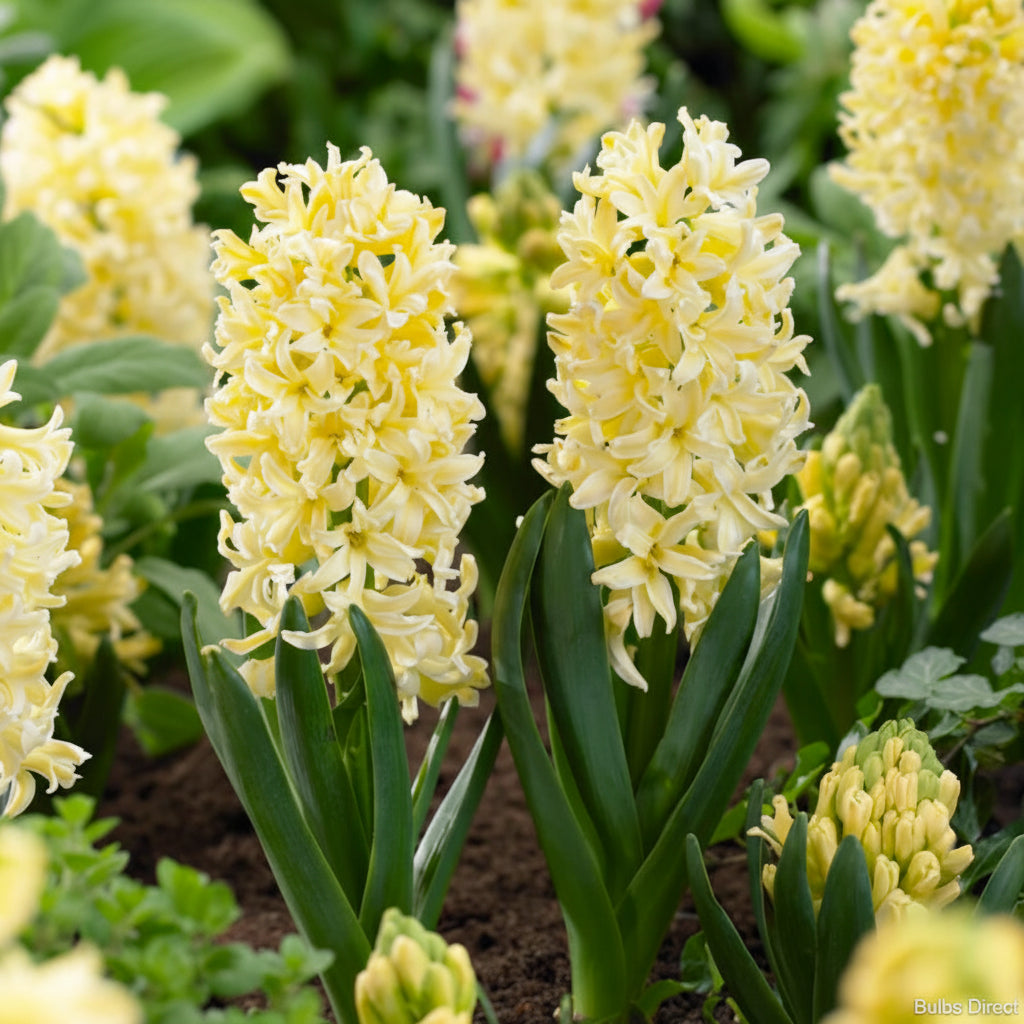 Hyacinthus Gipsy Princess floare galbenă de grădină