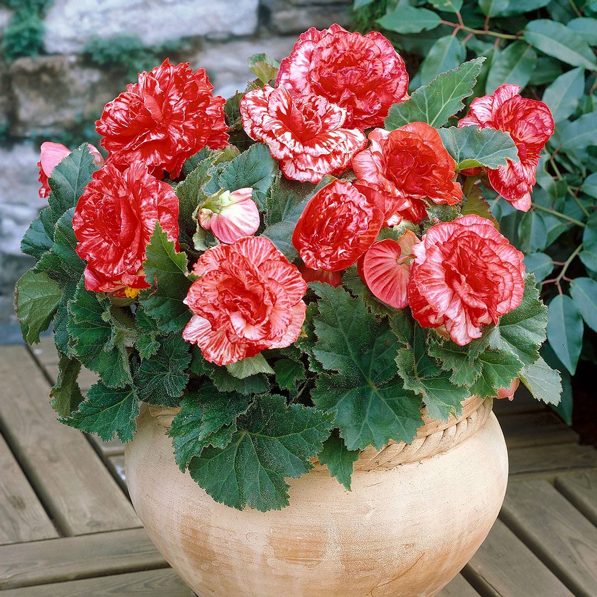 Bulbi de Begonia "Marmorata", 2 Bucăți