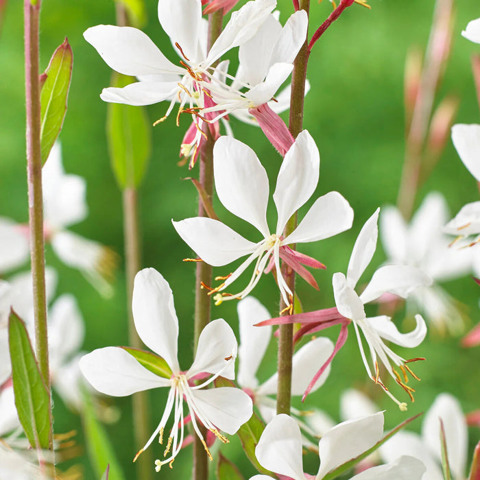 Floarea Albinei "Whirling Butterflies"